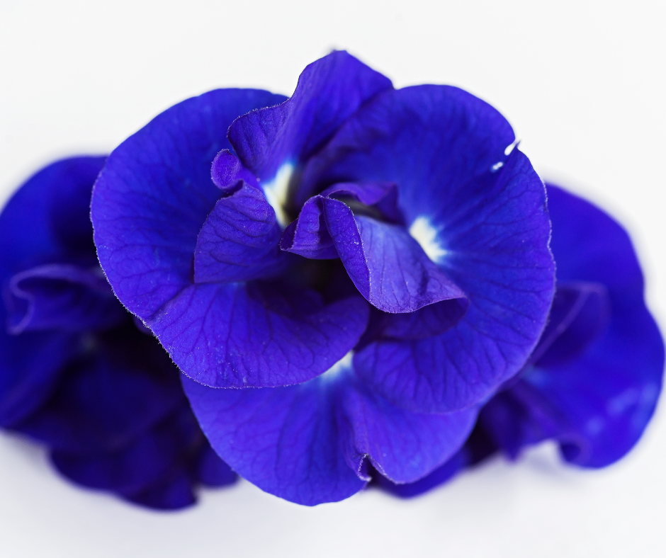 Royal Blue Tea - Your Natural Detox and Rejuvenation Ritual - 1 month treatment